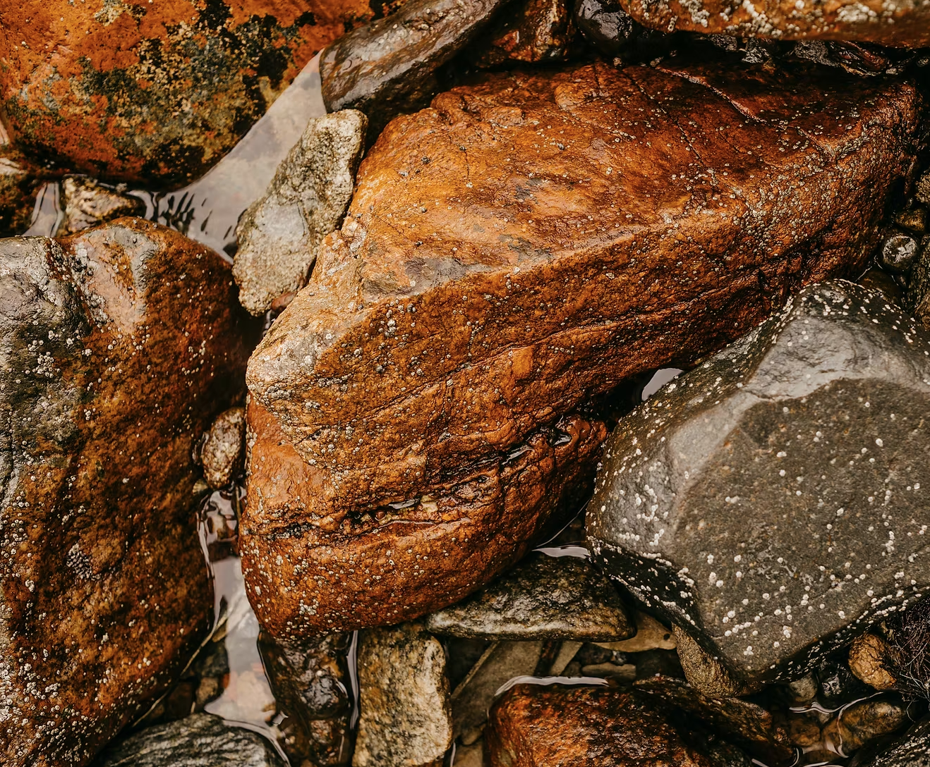 Winter-into-Spring Series: Refugia