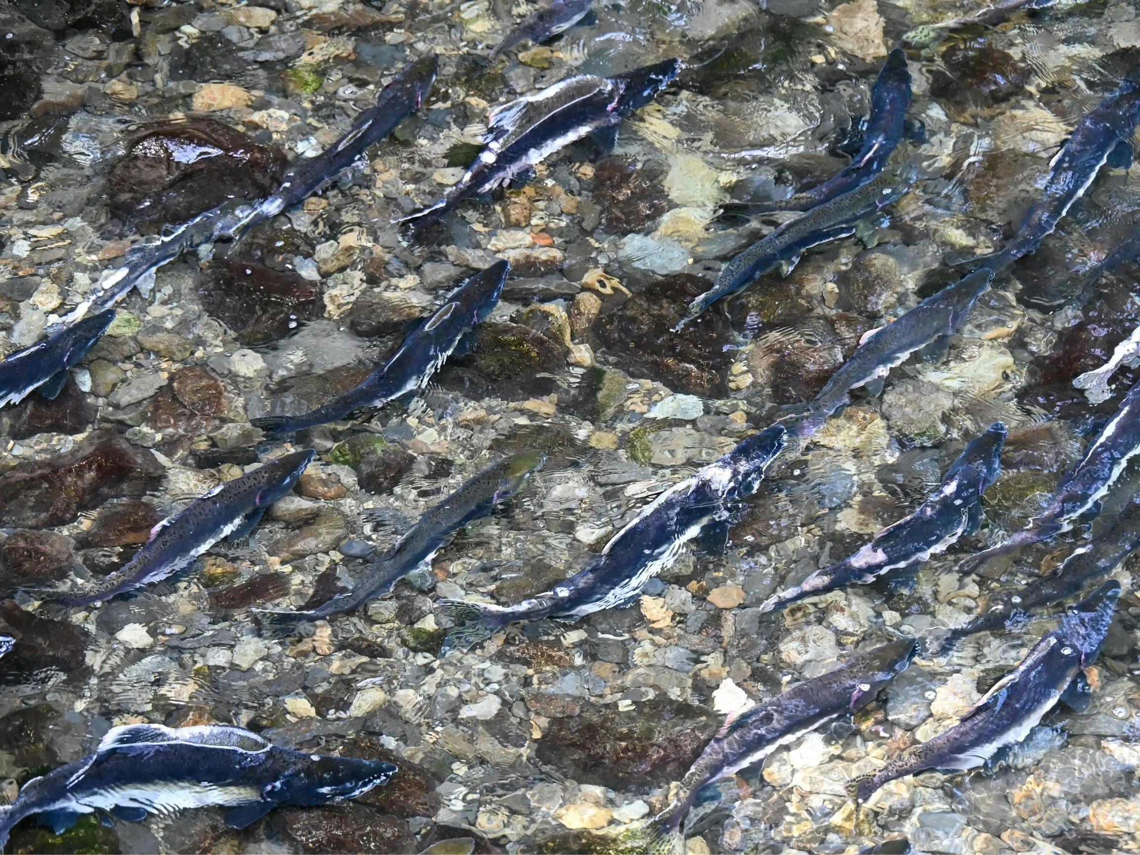 Coastal Kids Science Series with 4-H: Fish Farm Fun