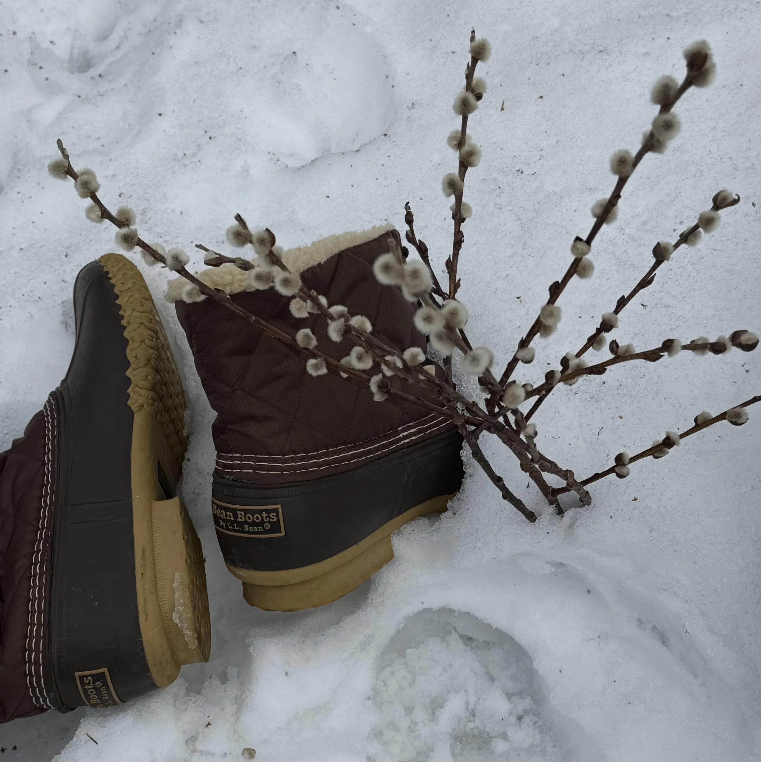 Spring is ‘no dancer gowned in green’