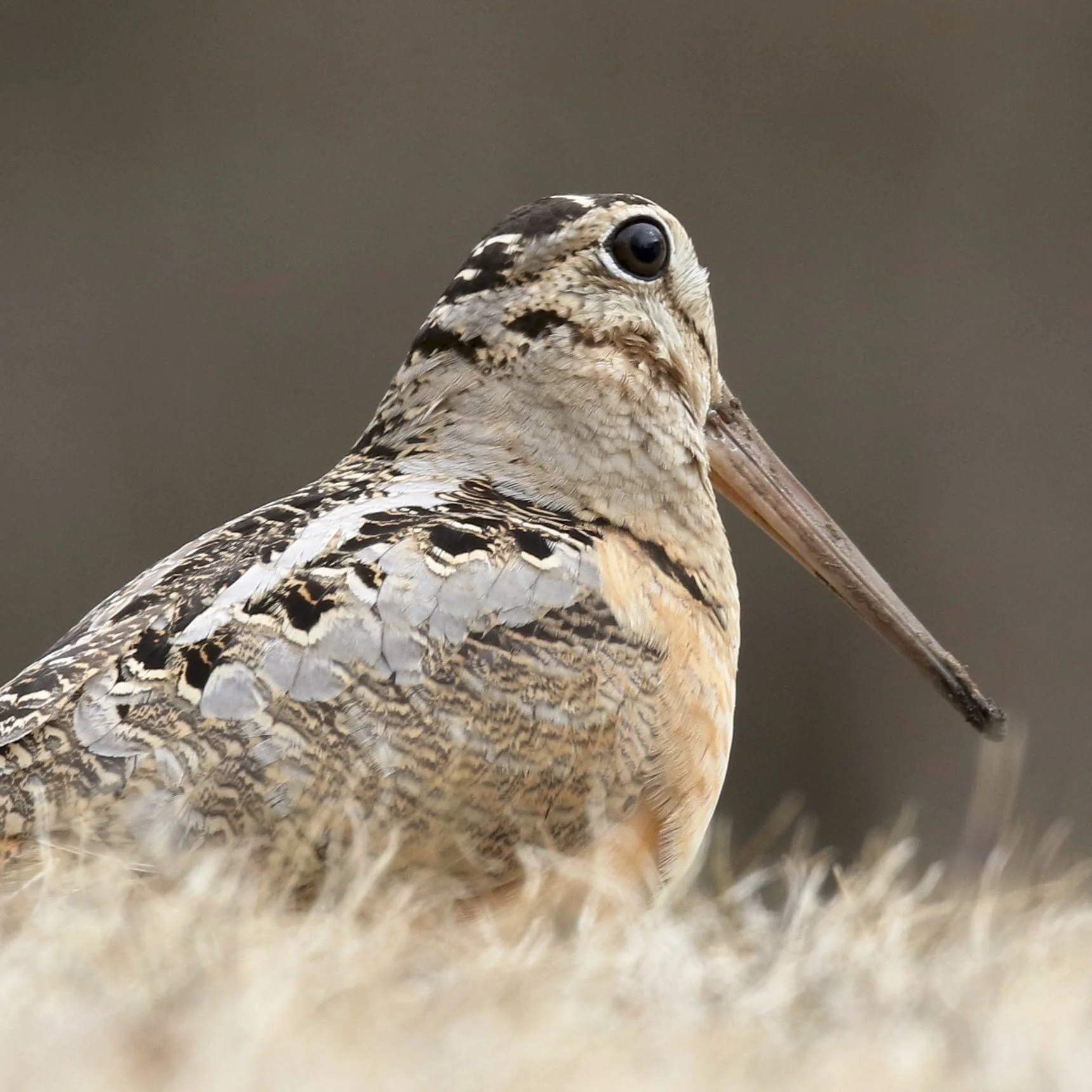 Birding Seawall: Mount Desert Island