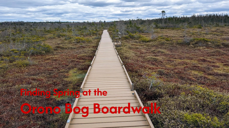 Friends from the Field Webinar: Finding spring at the Orono Bog Boardwalk