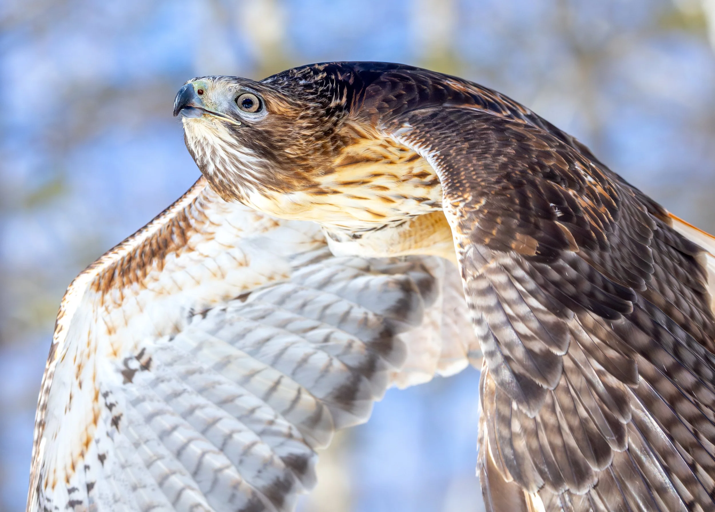 Local coalition calls for ban on rodenticides