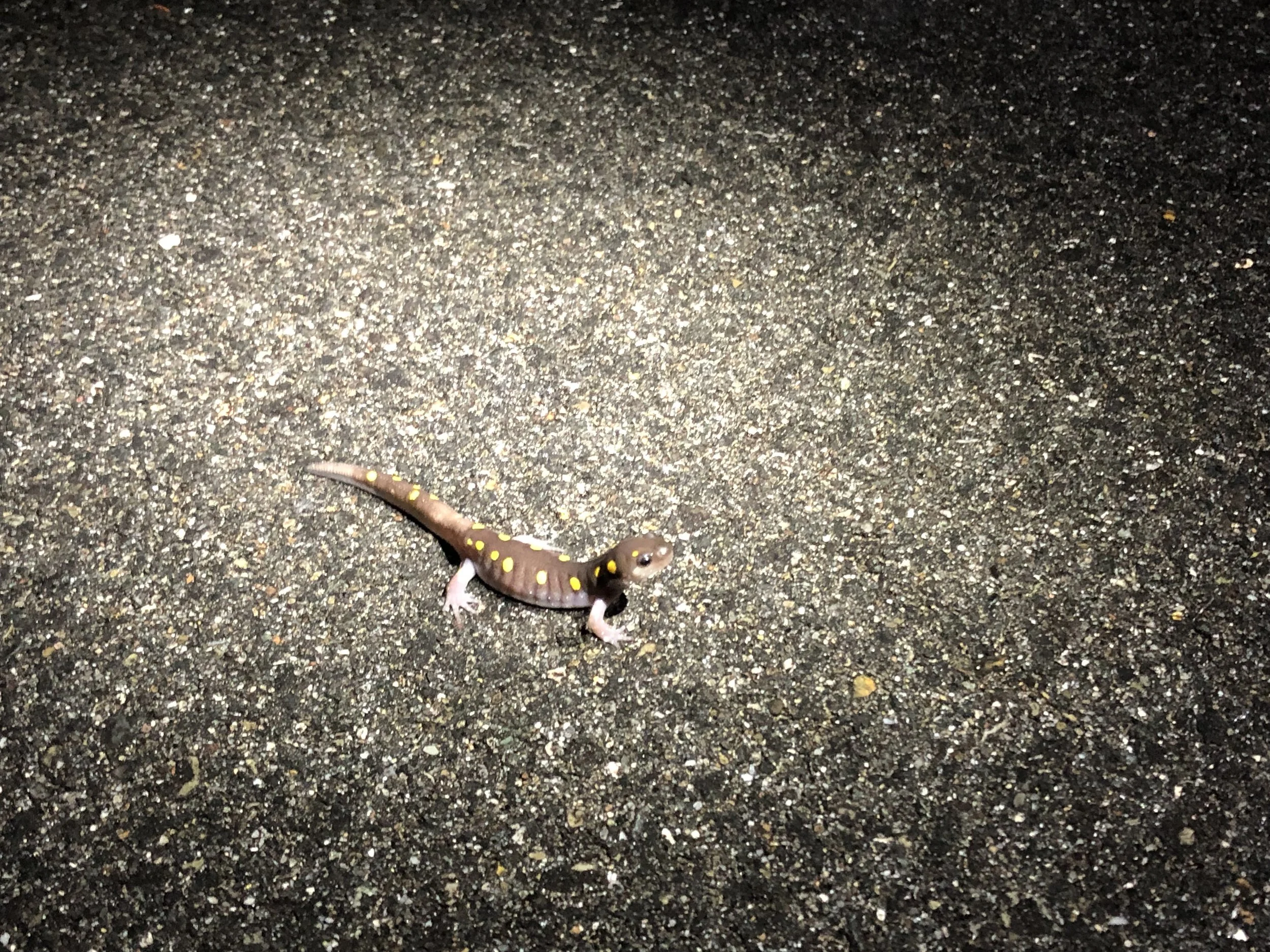 “Spotting Salamanders”: Amphibian Essentials Class