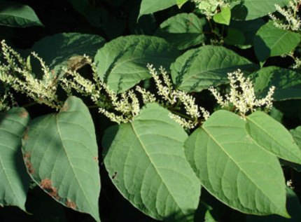 Local groups look to new technique to kill invasive plant