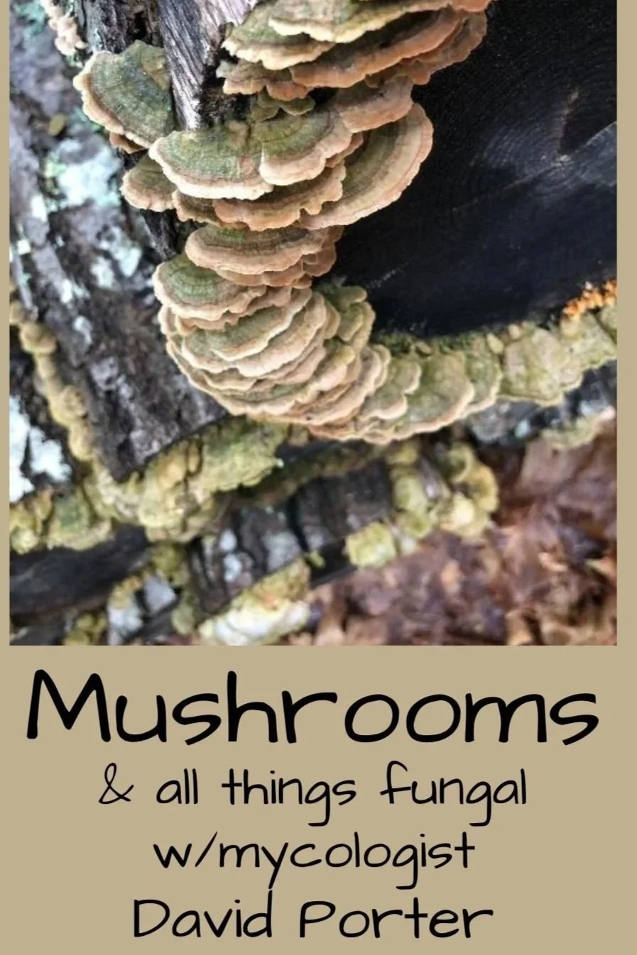 Surry Garden Club Monthly Meeting: Mushrooms and all things Fungal