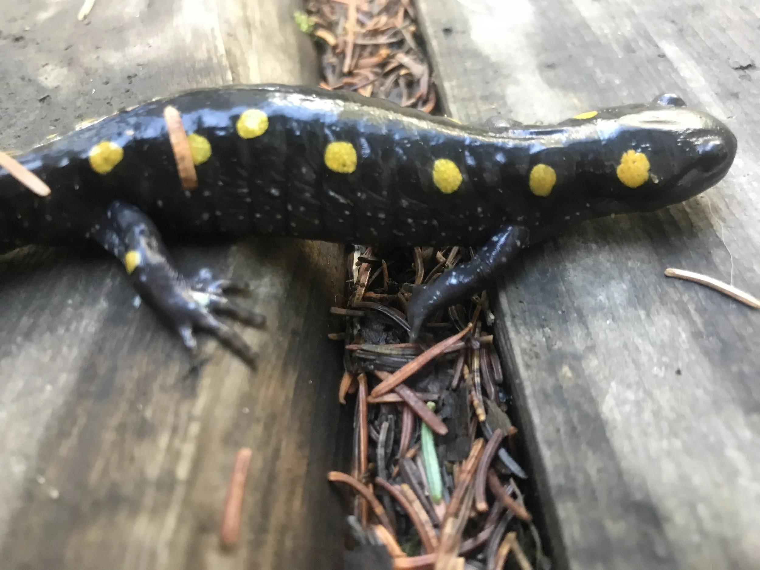 My Wild Neighbors: Maine’s crazy ‘Big Night’ pool parties