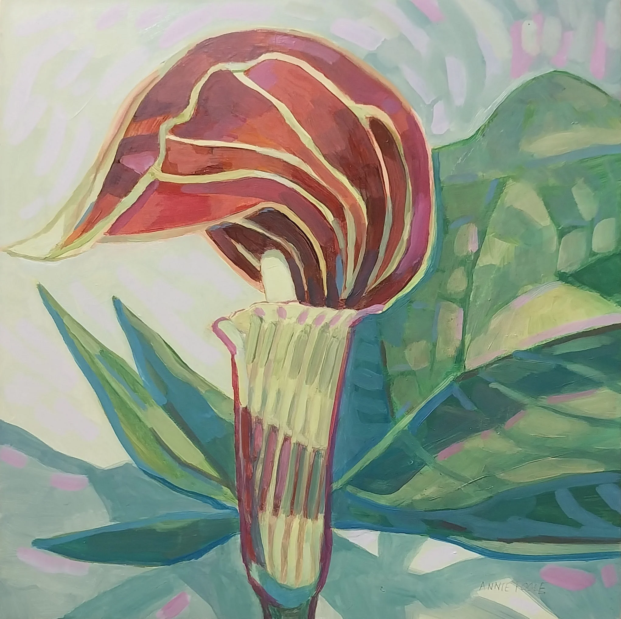 "Jack in the Pulpit" by Annie Poole