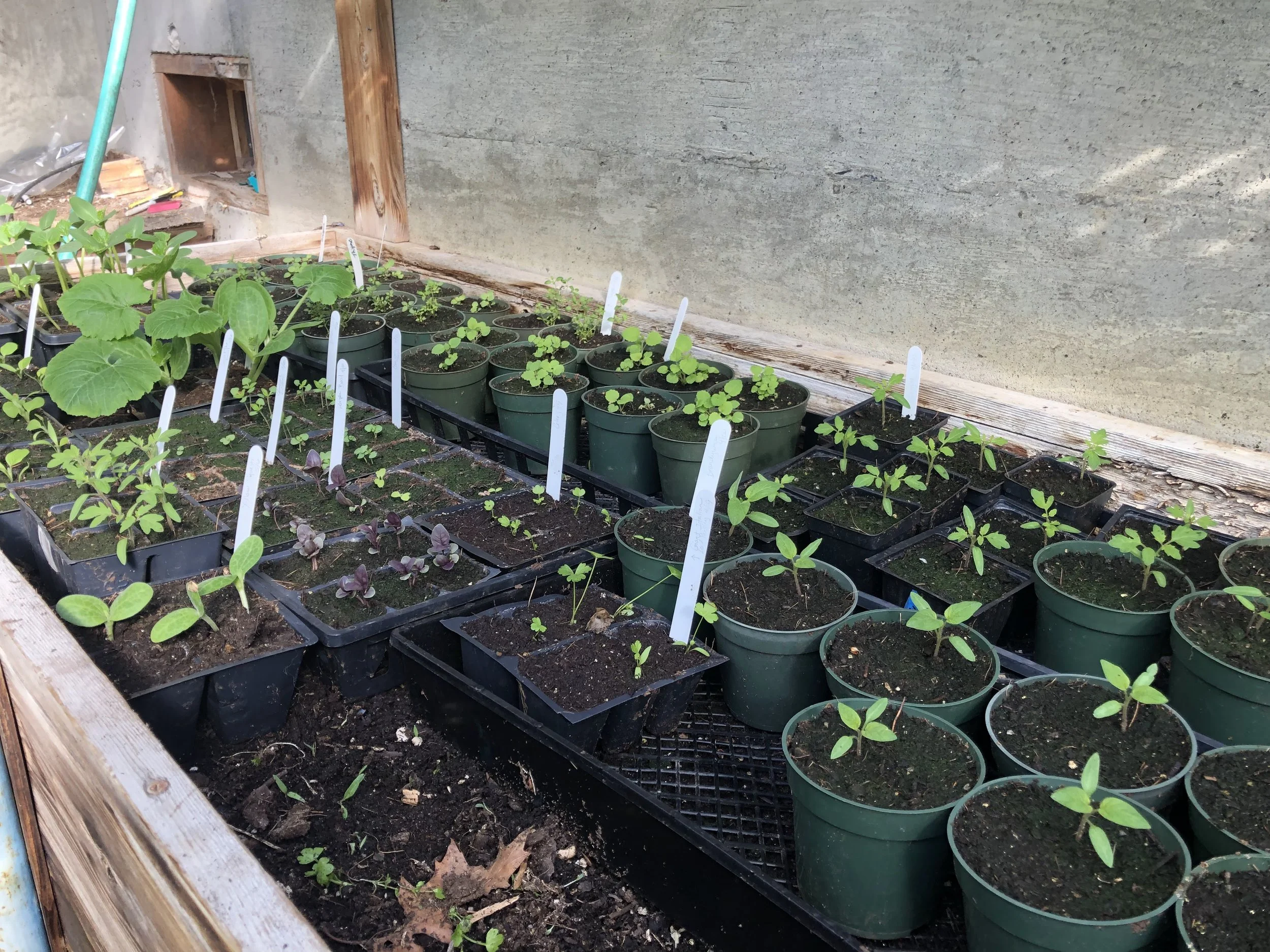 Brooklin Food Corps Seedling Swap