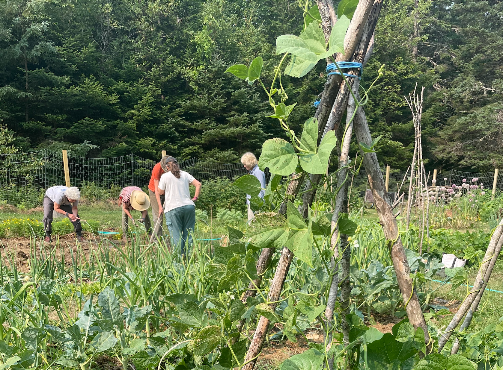 Brooklin Food Corps Community Garden Work Day