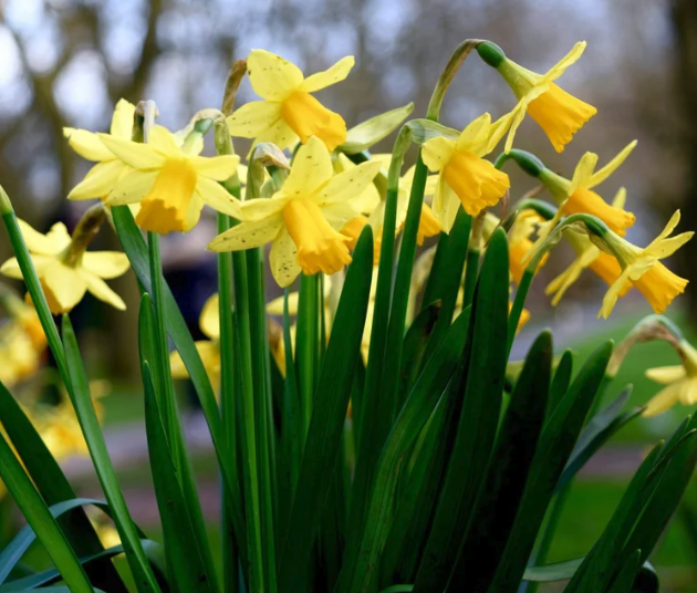 POEM: “Daffodils' blades pierce skyward” 