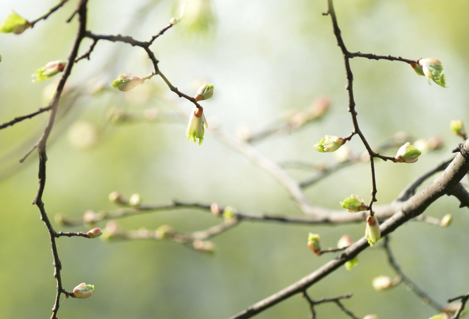 POEM: “Each fresh sweet shade a shooting star”