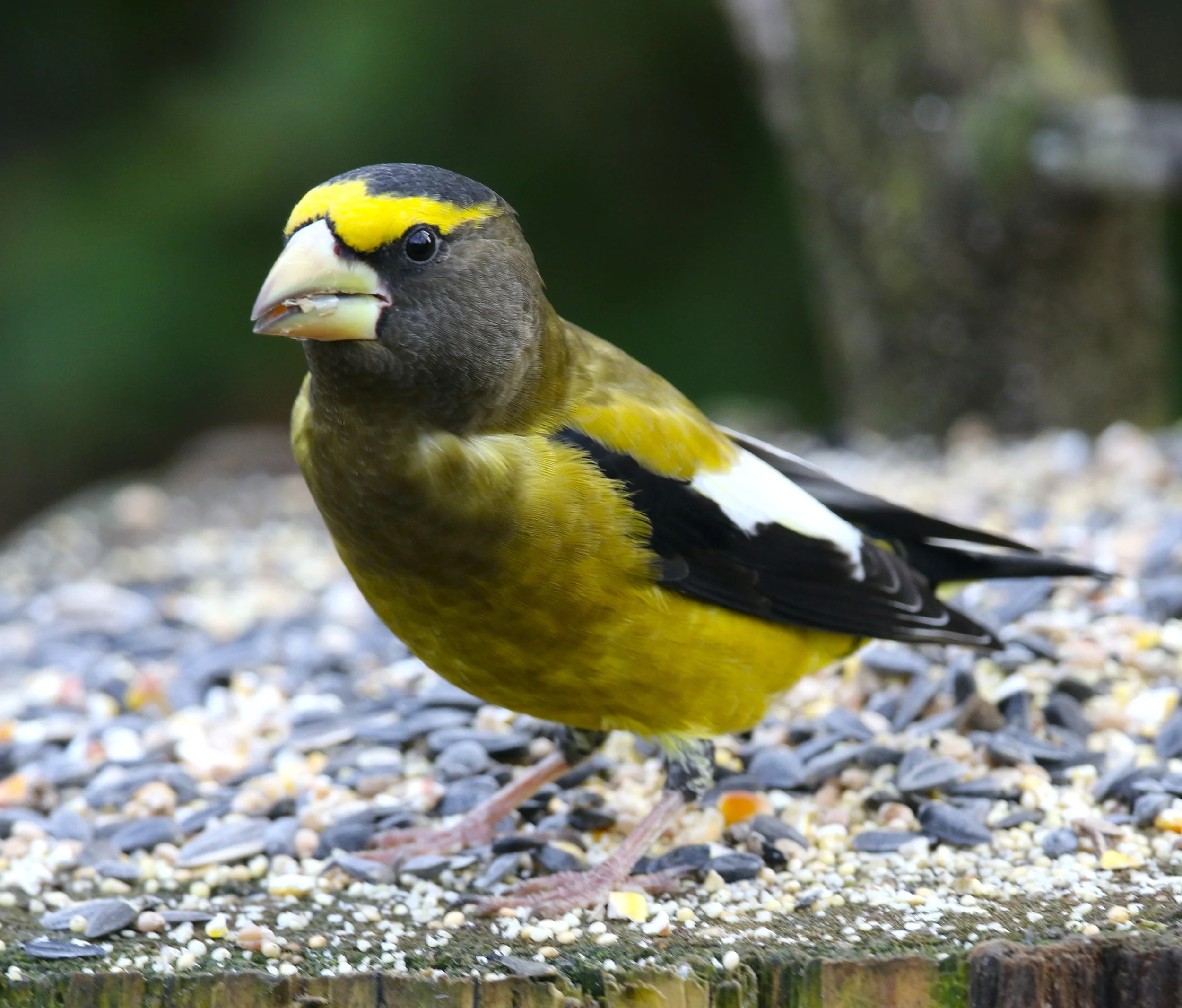Magical Dawn Chorus Birding Field Trip