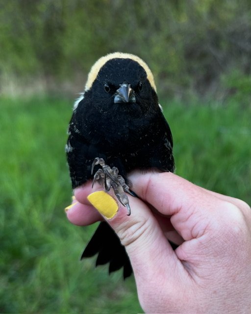 My Wild Neighbors: Bobolink high jinks have makings of spicy Netflix series
