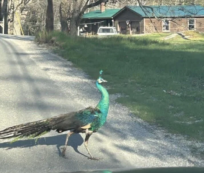 THE U-TURN: Preening peacock on the loose; two old souls find each other