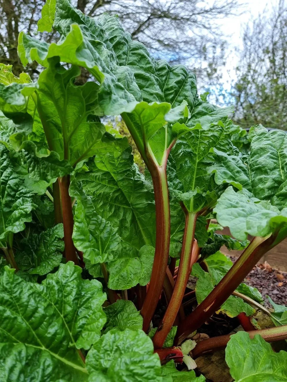 POEM: An ode to rhubarb, “Queen of Tart”