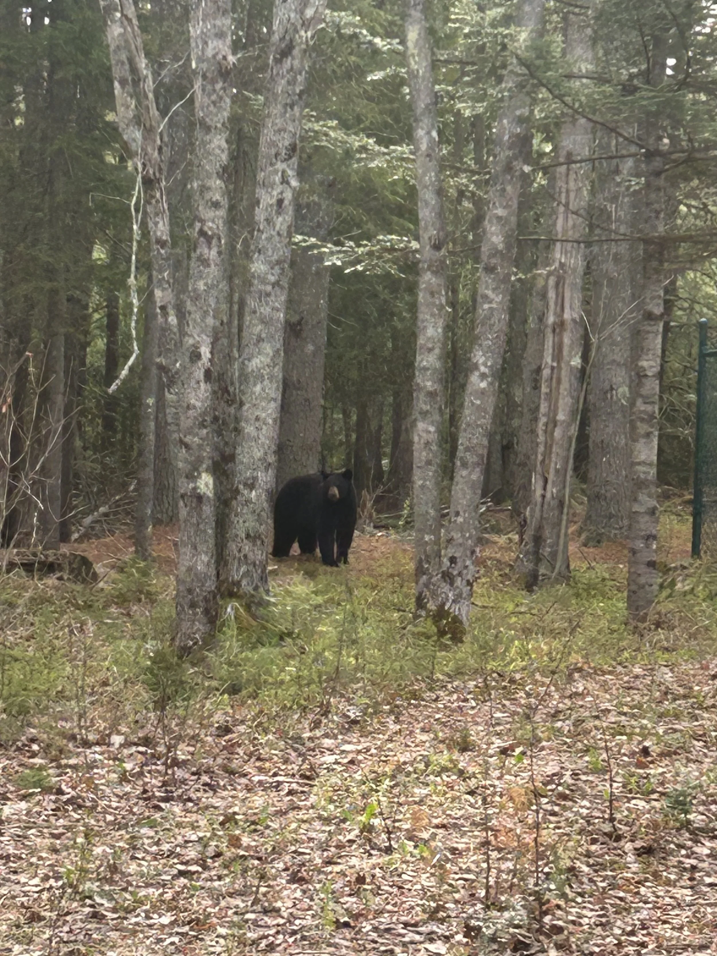 THE U-TURN: Black bear spotted in Brooklin
