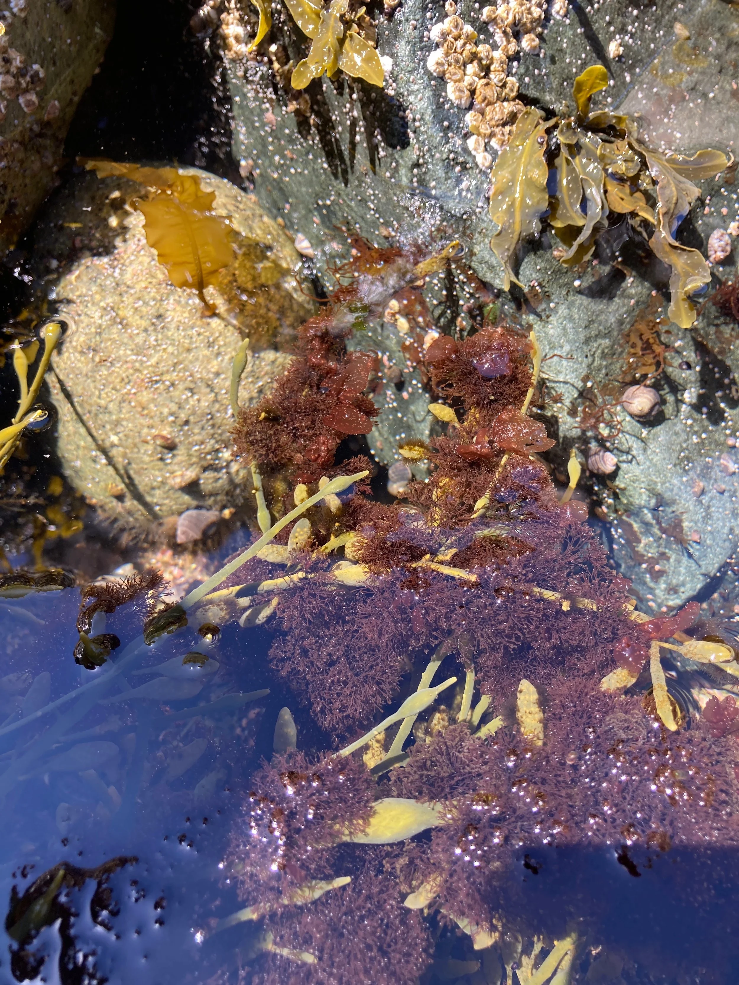 ‘Truffle seaweed’: a culinary curiosity with market potential