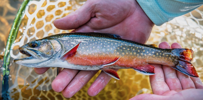For anglers, June is a jackpot
