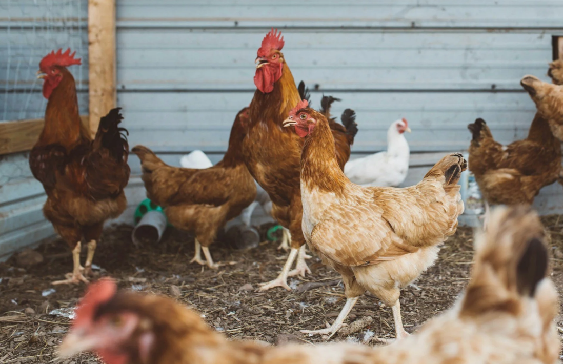 POEM: Chasing a chicken with ‘a mind of her own’