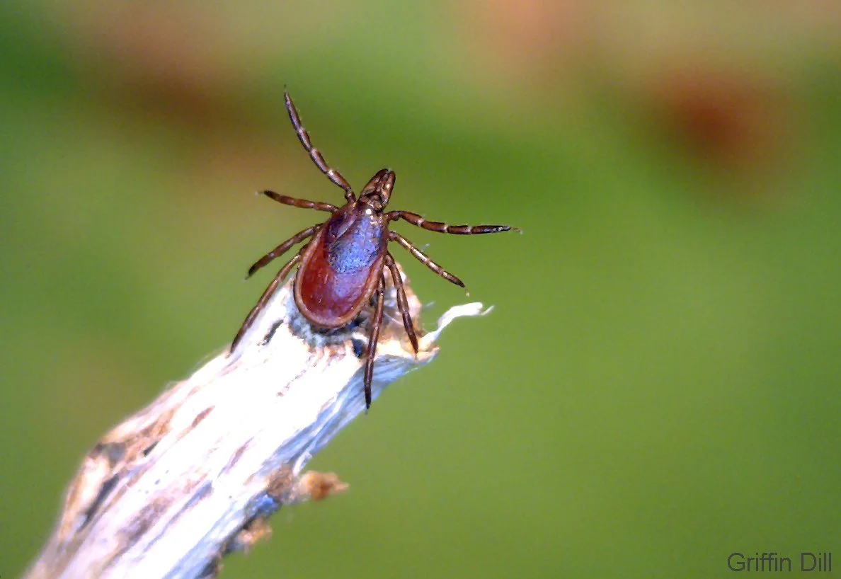 Tick talk: Maine outdoors come with a warning this summer