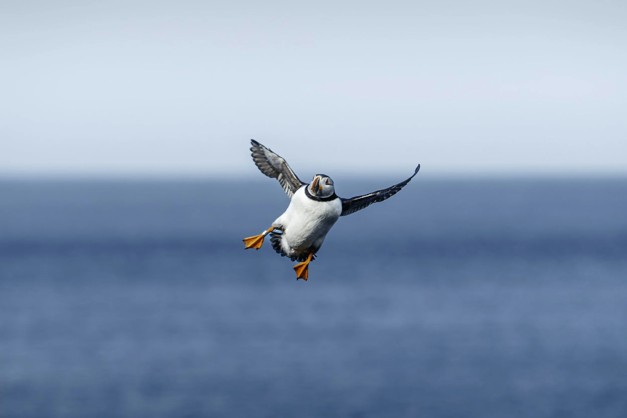 Stonington publishes new tourism guide ahead of Puffin Passages &amp; Pride