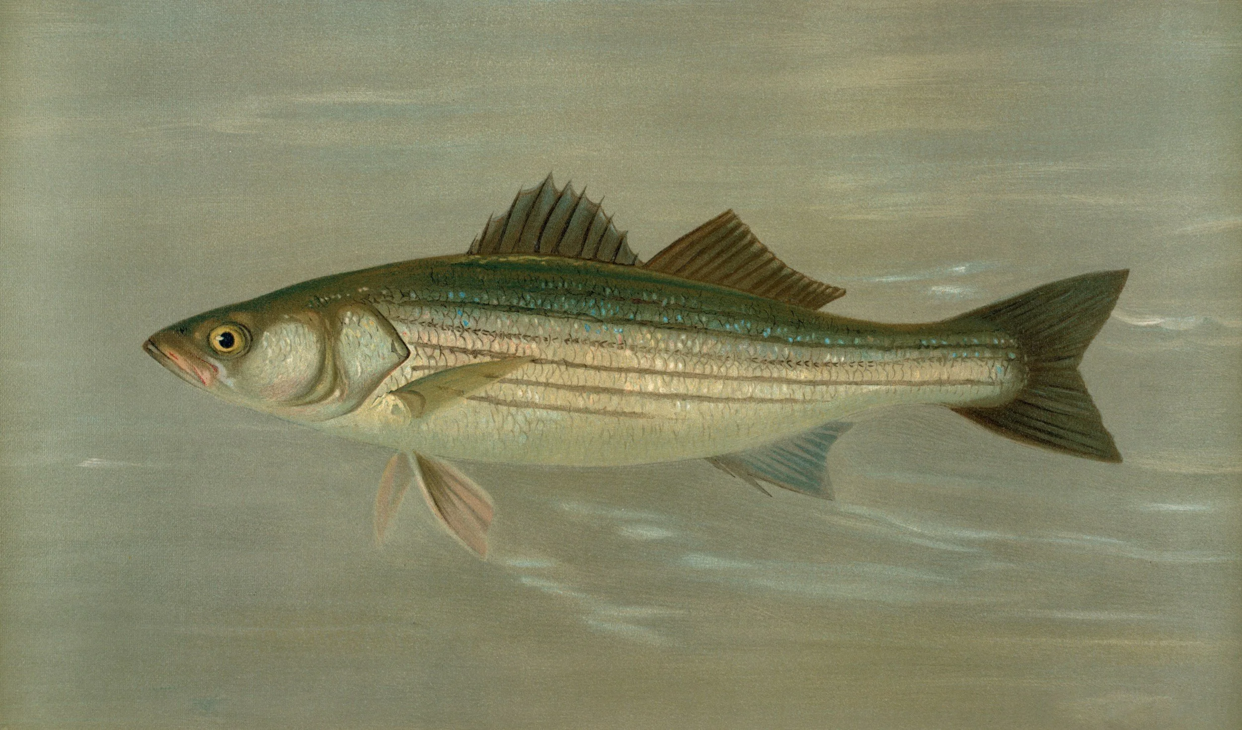 DMR issues sharp rebuke of illegal striped bass fishing