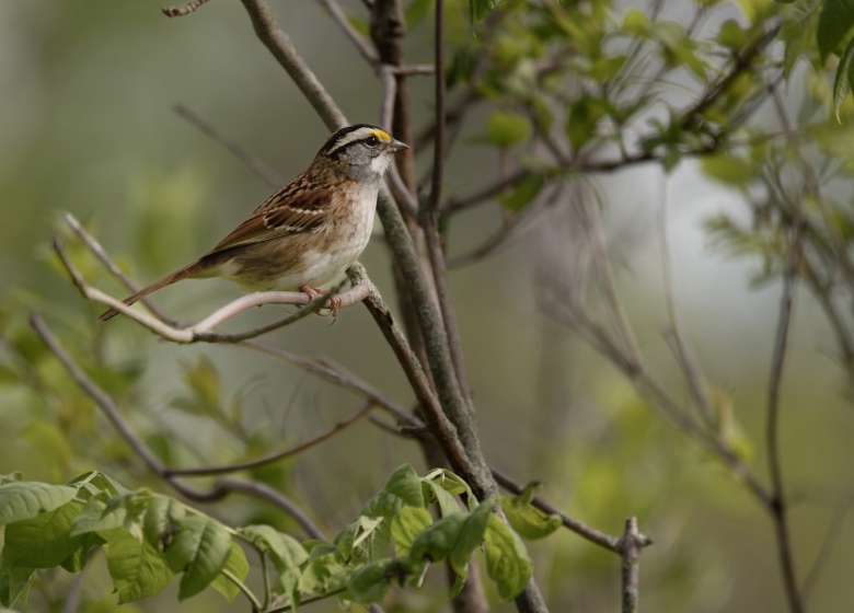 POEM: A ‘symphony’ of ‘chirps’ and ‘cheeps’