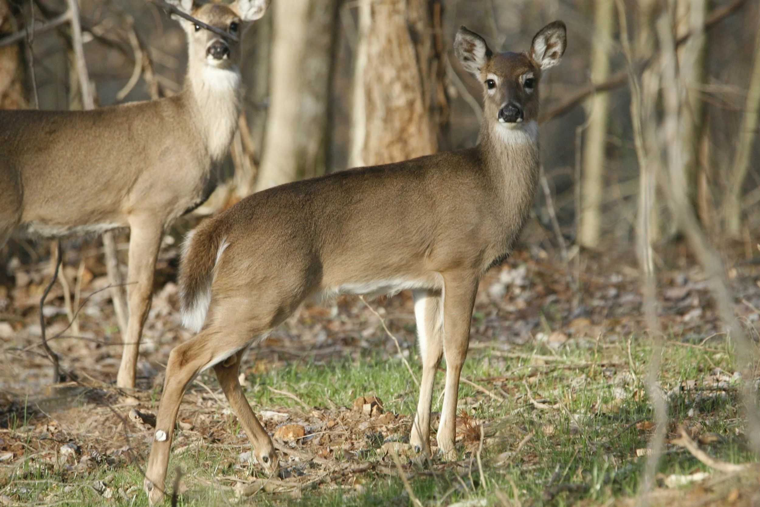 Antlerless deer permit lottery opens June 25