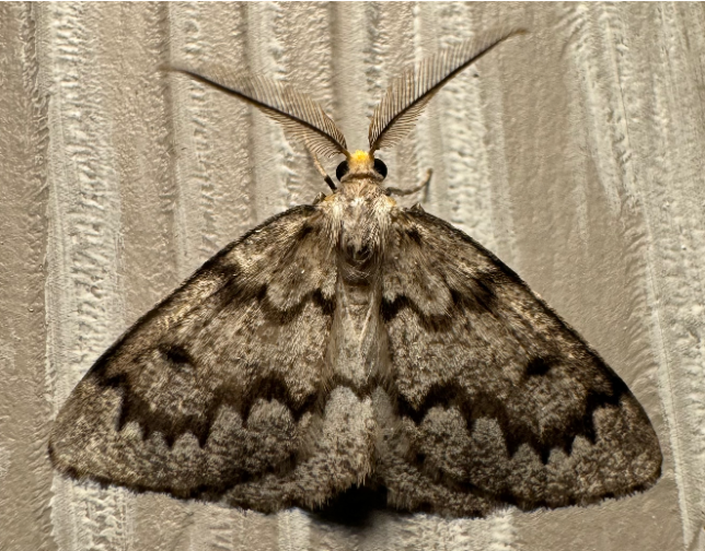 Moth Night!