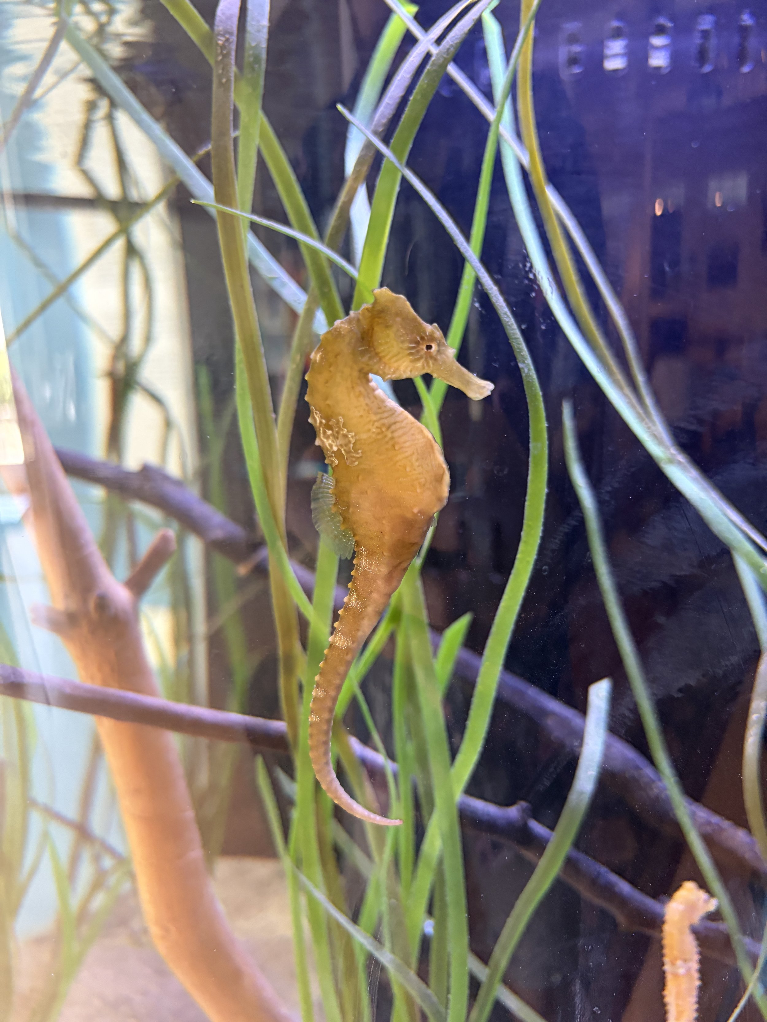 Seahorses and their habitat now on display in Blue Hill