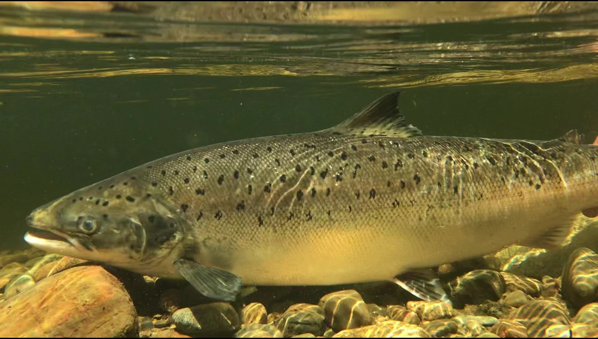 Research suggests Atlantic salmon, sturgeon likely in Bagaduce River