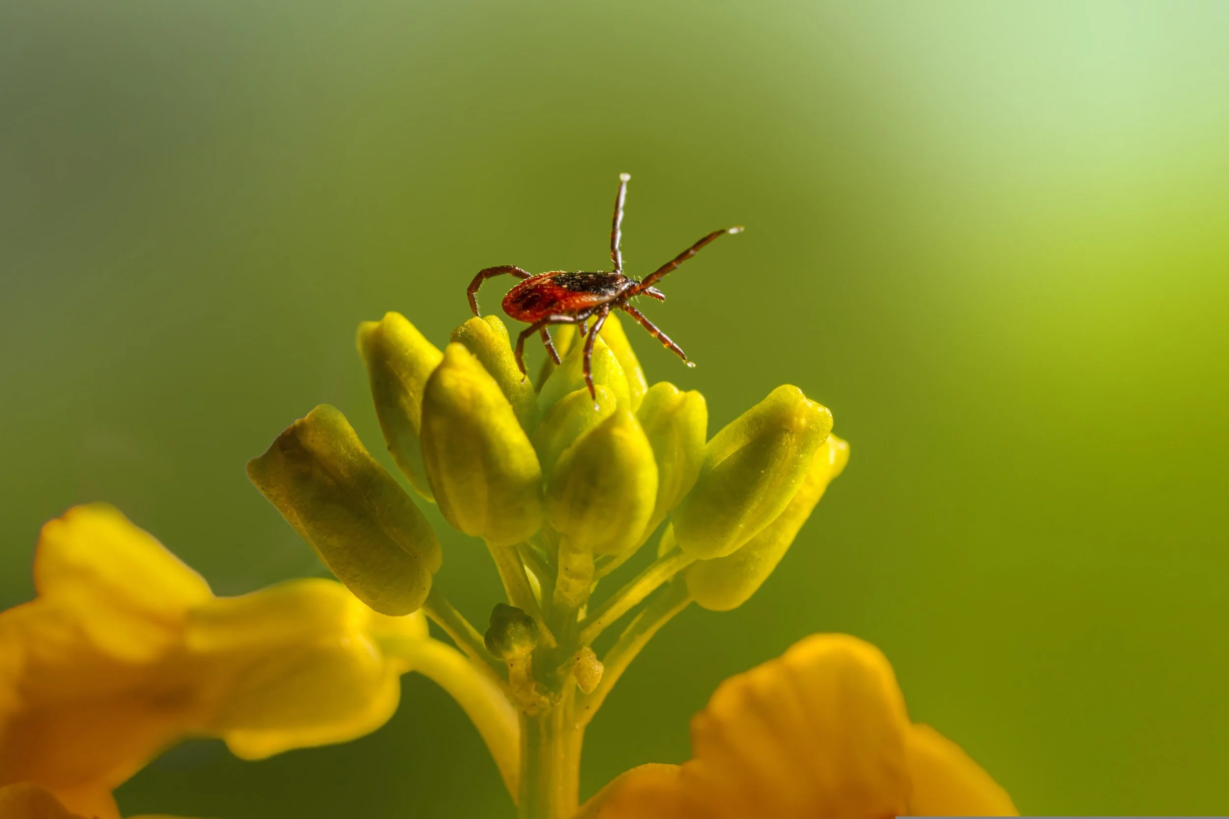 BHHT Intern-led Event: Tips and Ticks!
