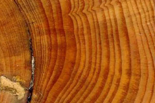 BHHT Intern-led Event: Exploring Forest History with Dendrochronology!