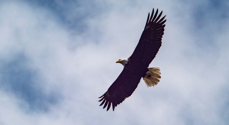 POEM: Watching an eagle ‘swoop and soar’ in summer