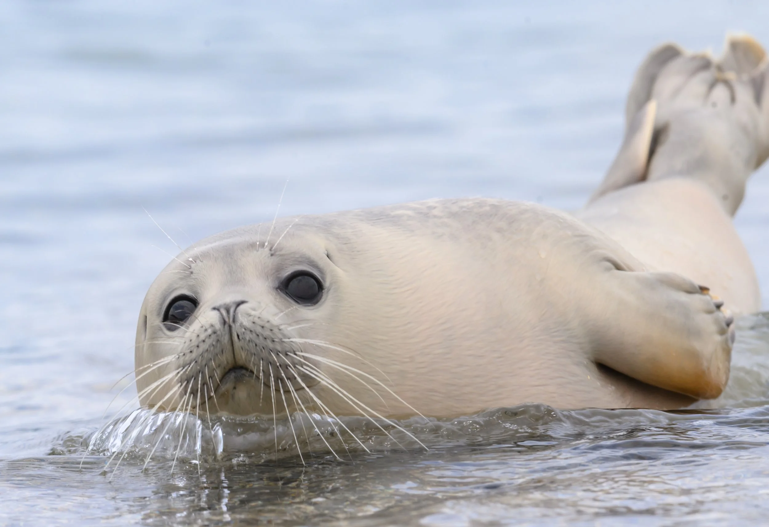 My Wild Neighbors: Close encounters of the pinniped kind