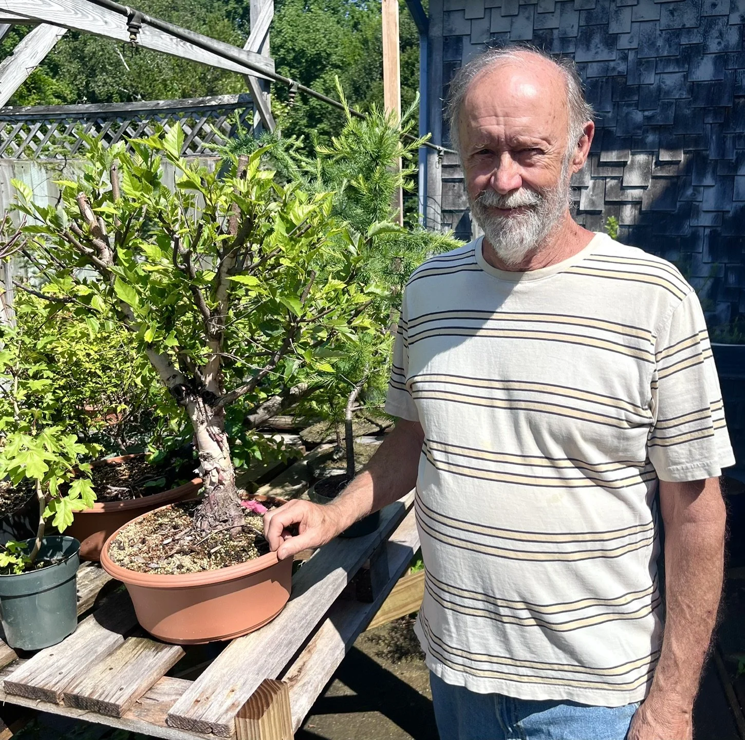 Cultivating ‘calm’ at Maine Bonsai