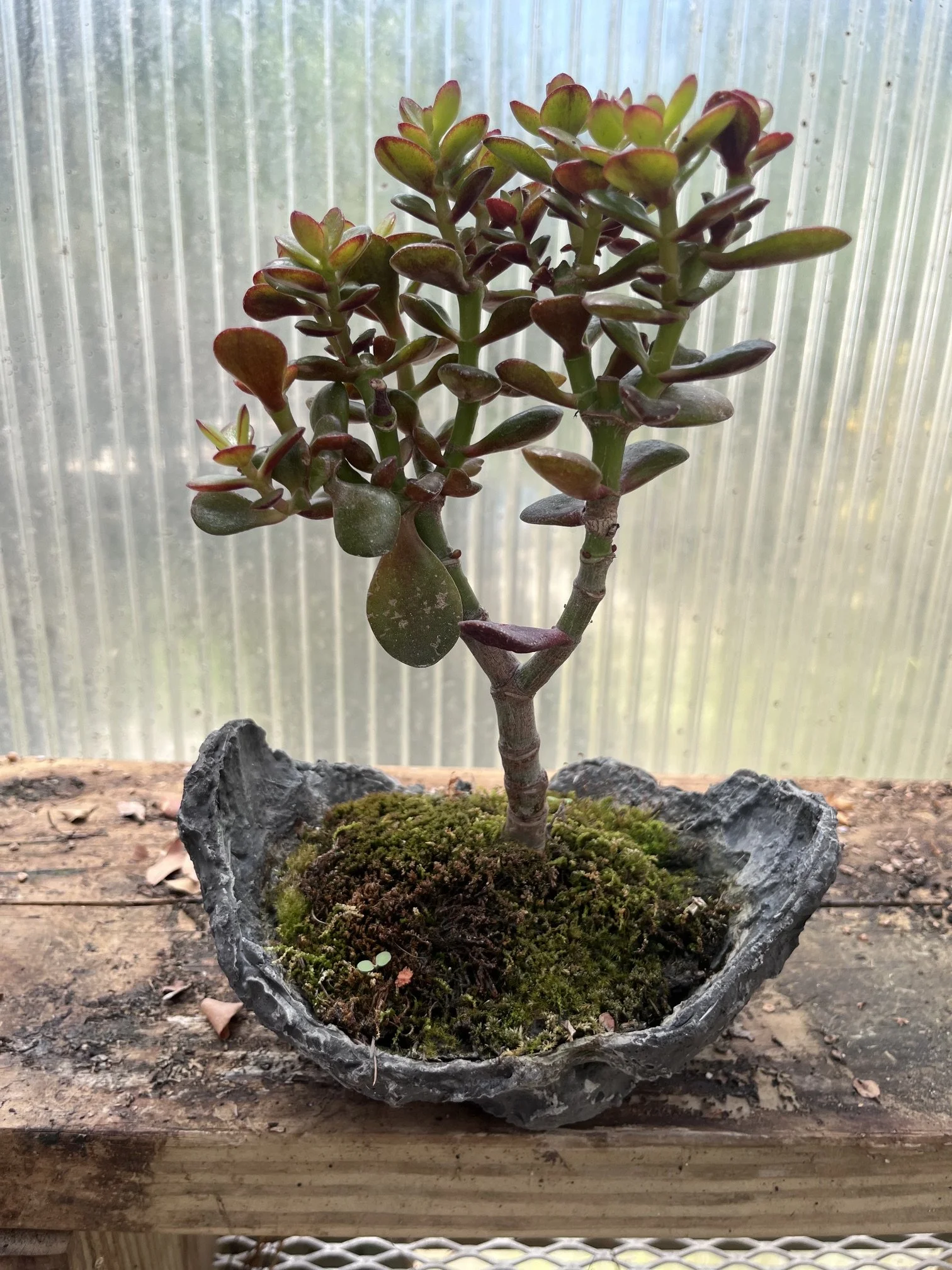 profile bonsai tree.jpeg