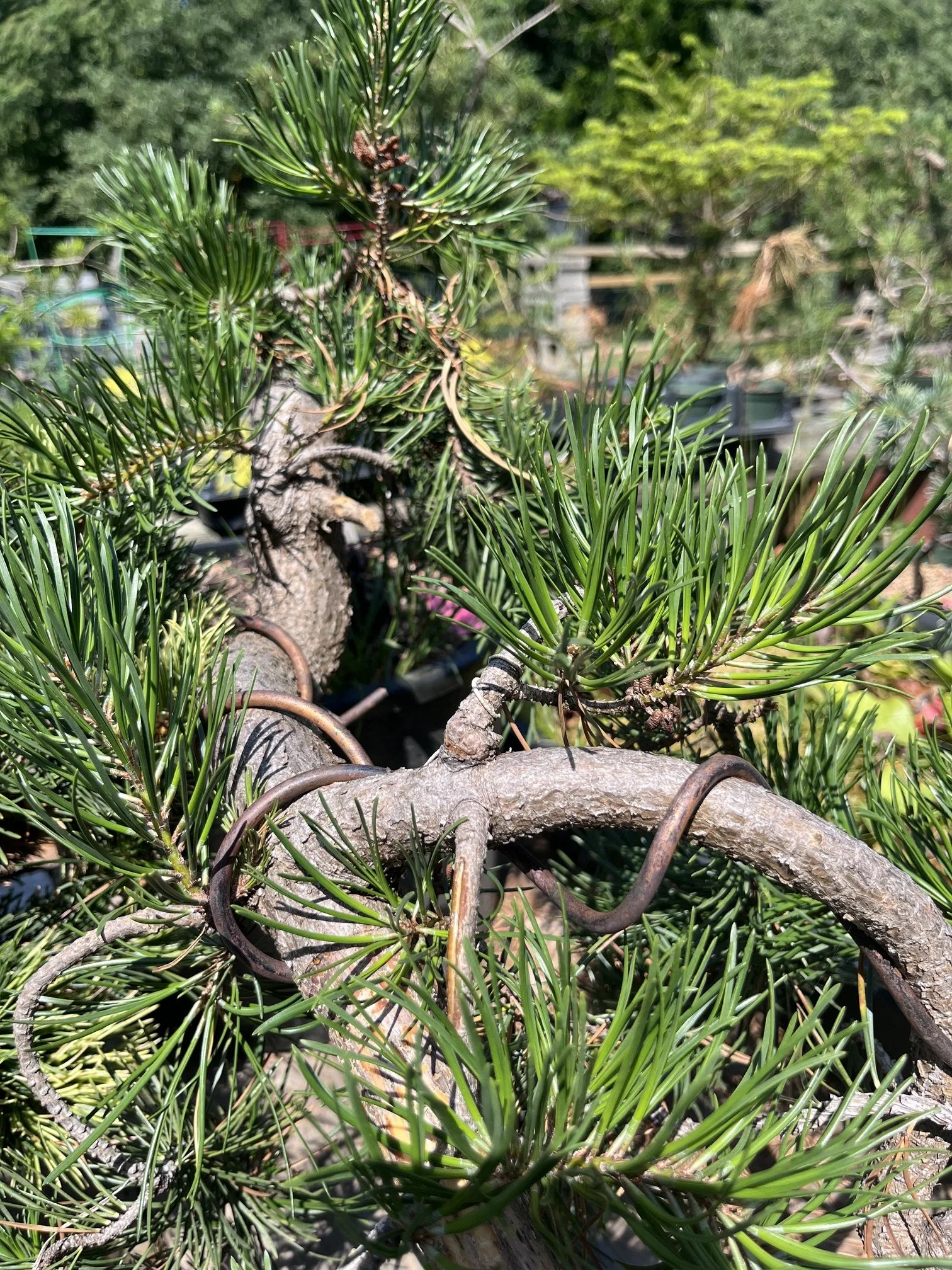 Ramsdell uses wire to shape each tree .jpeg