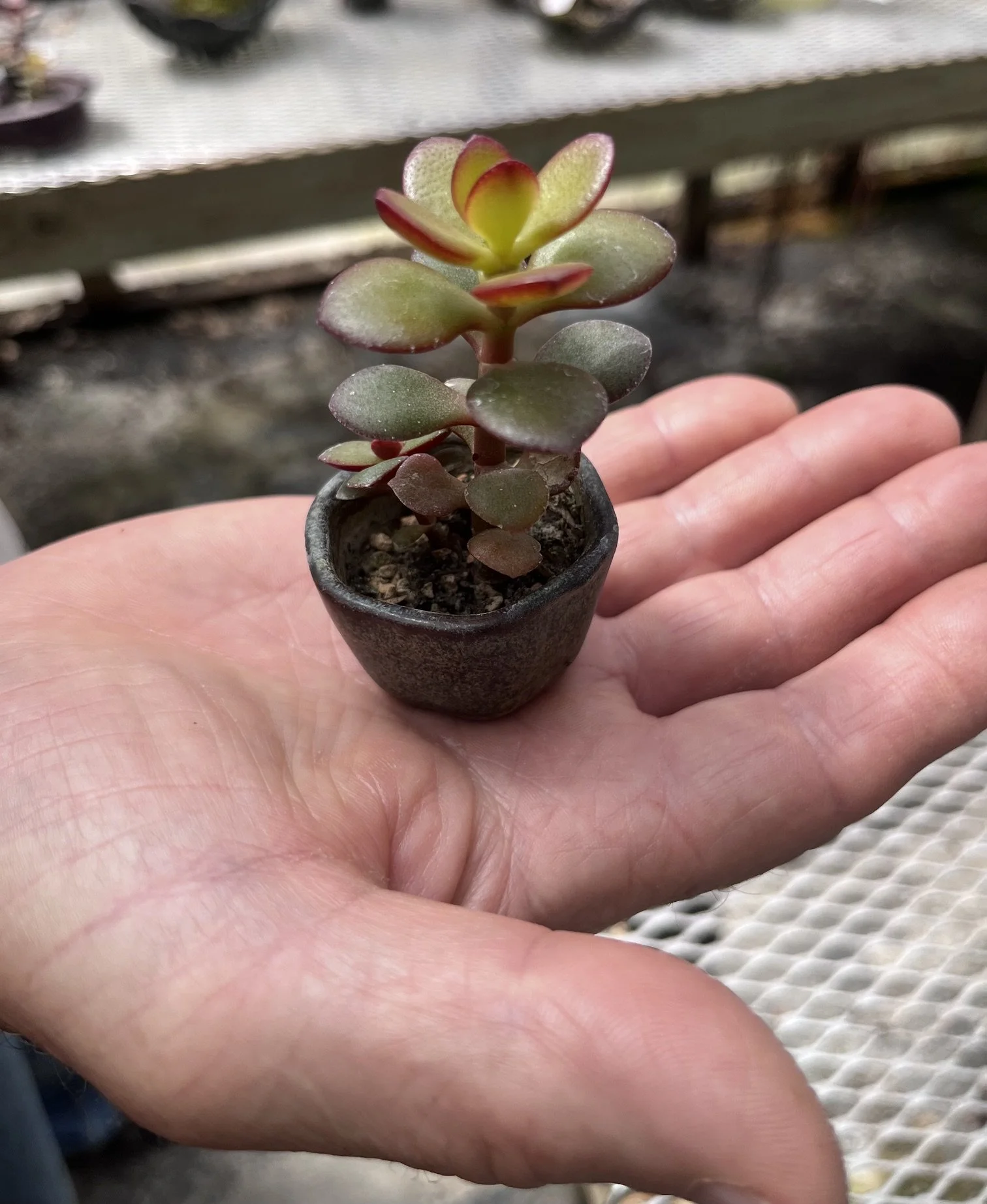 tiny jade plant .jpeg