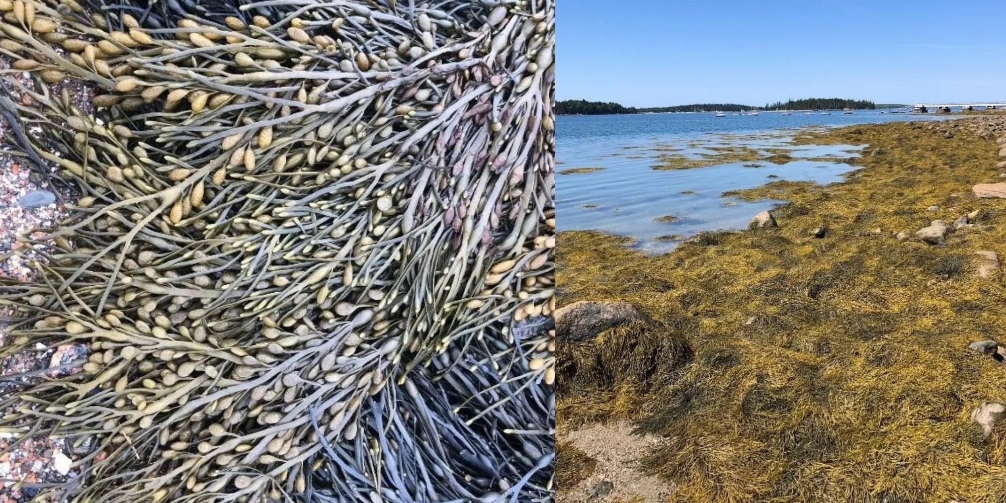 Everything You Wanted to Know About the Rockweed Forest