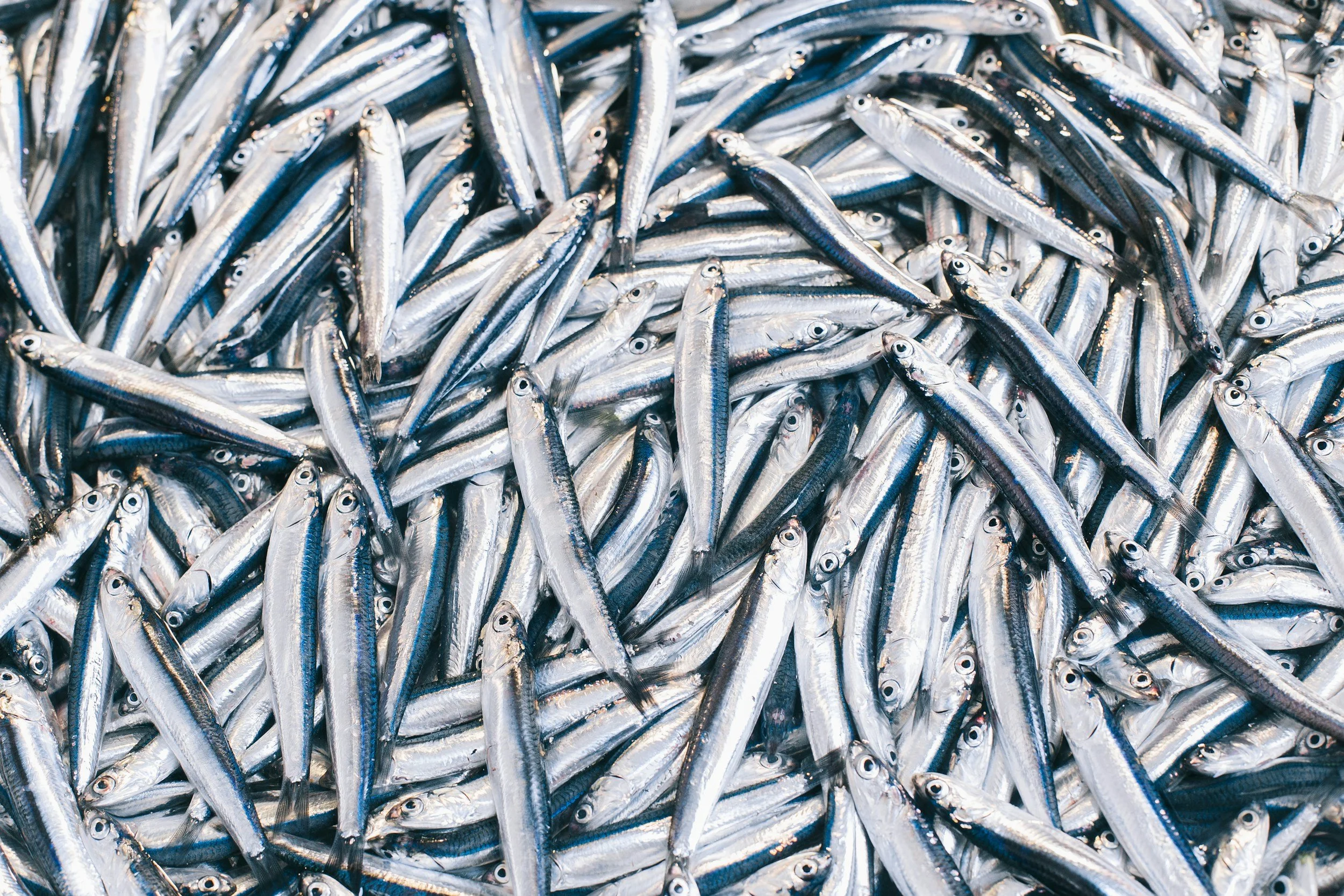 LETTER: The loss of fisheries should be an alarm for humans 