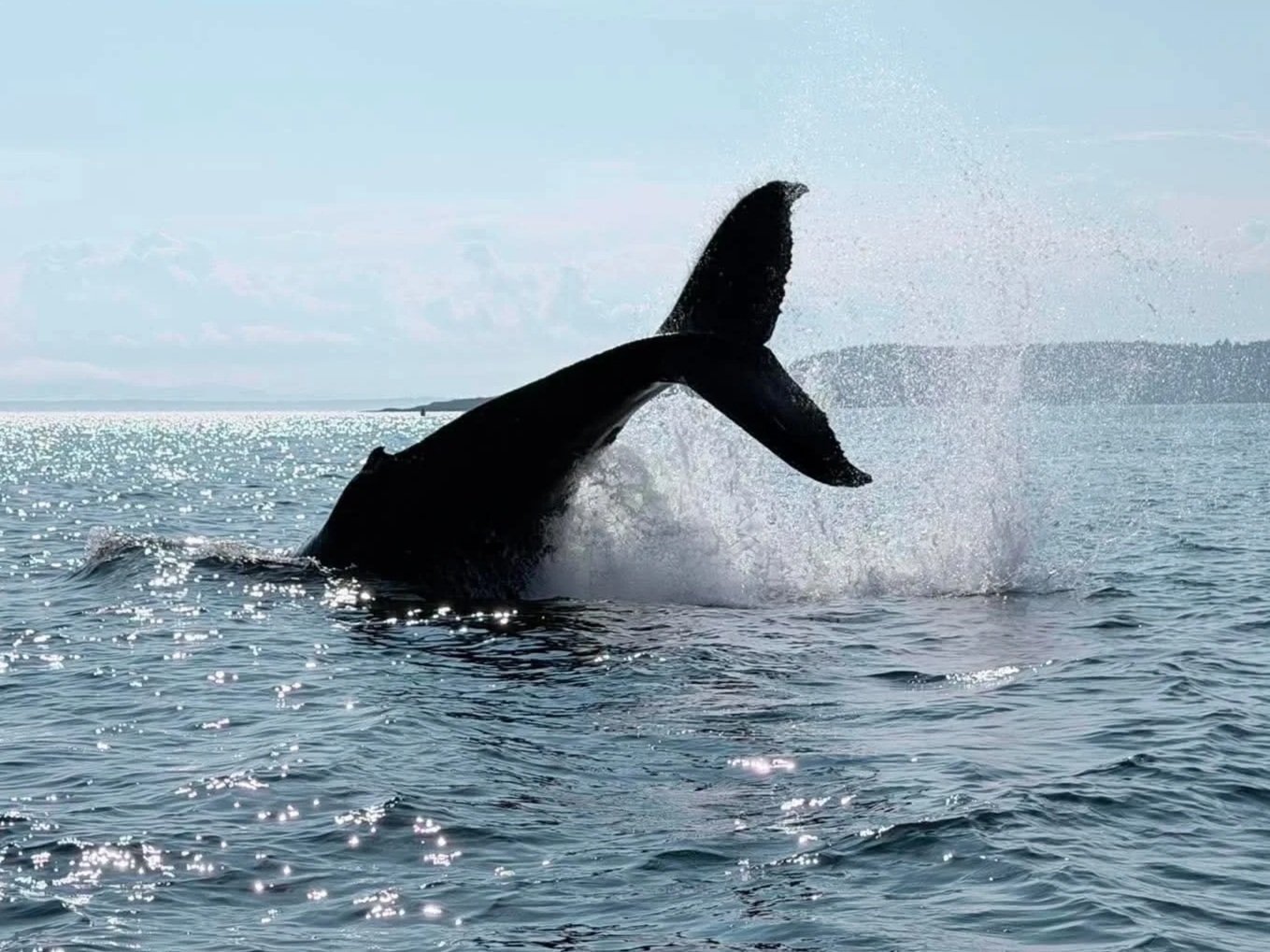 Local whale sightings captured on video