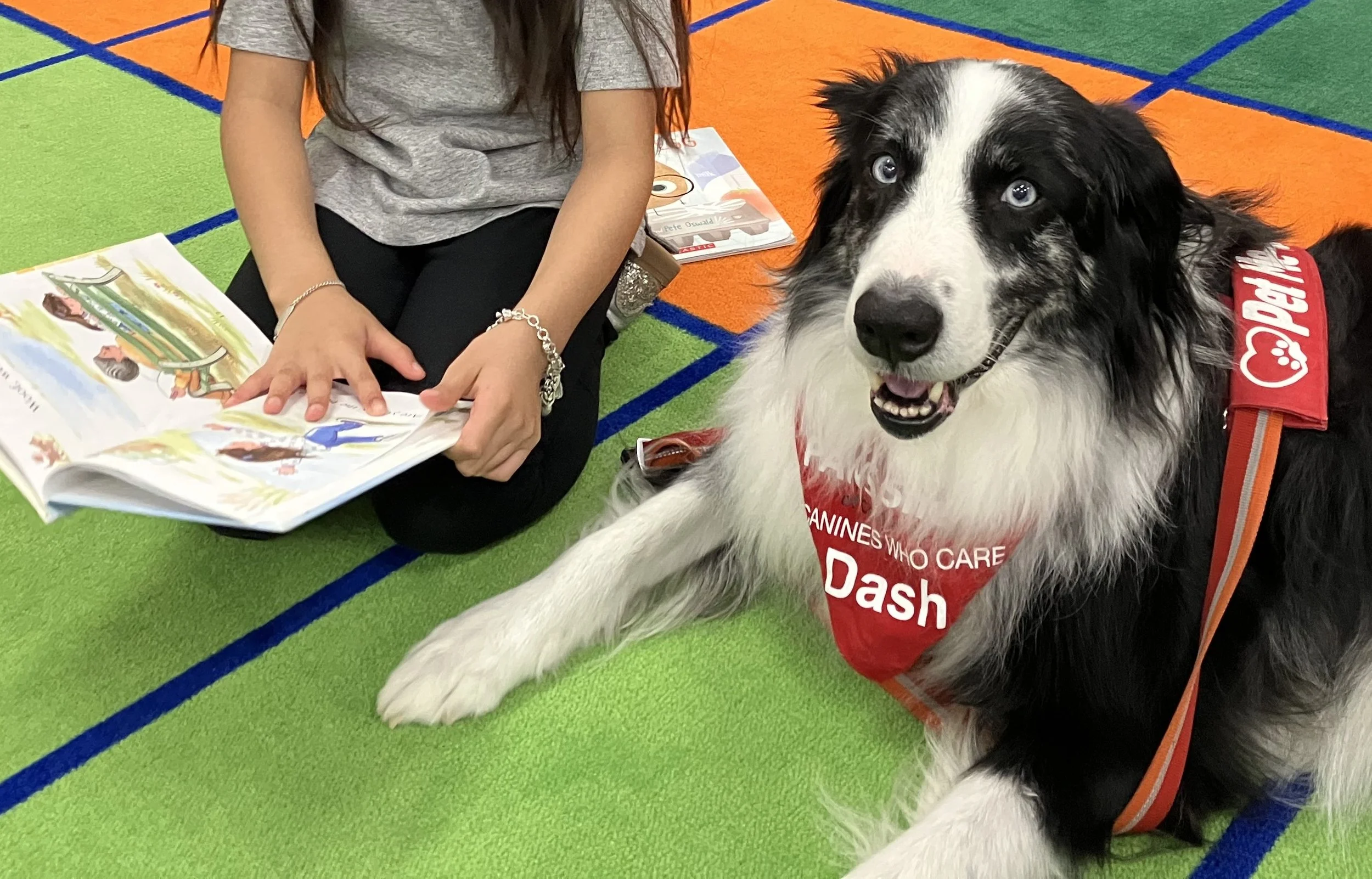 Meet Dash the Therapy Dog!