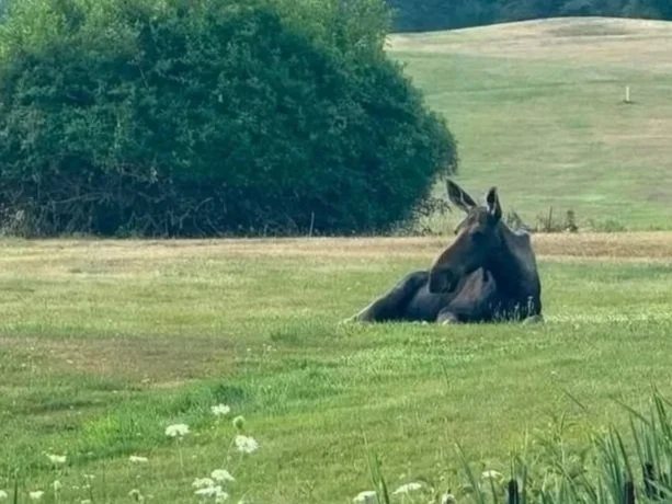 Doris the moose finds a routine on the green
