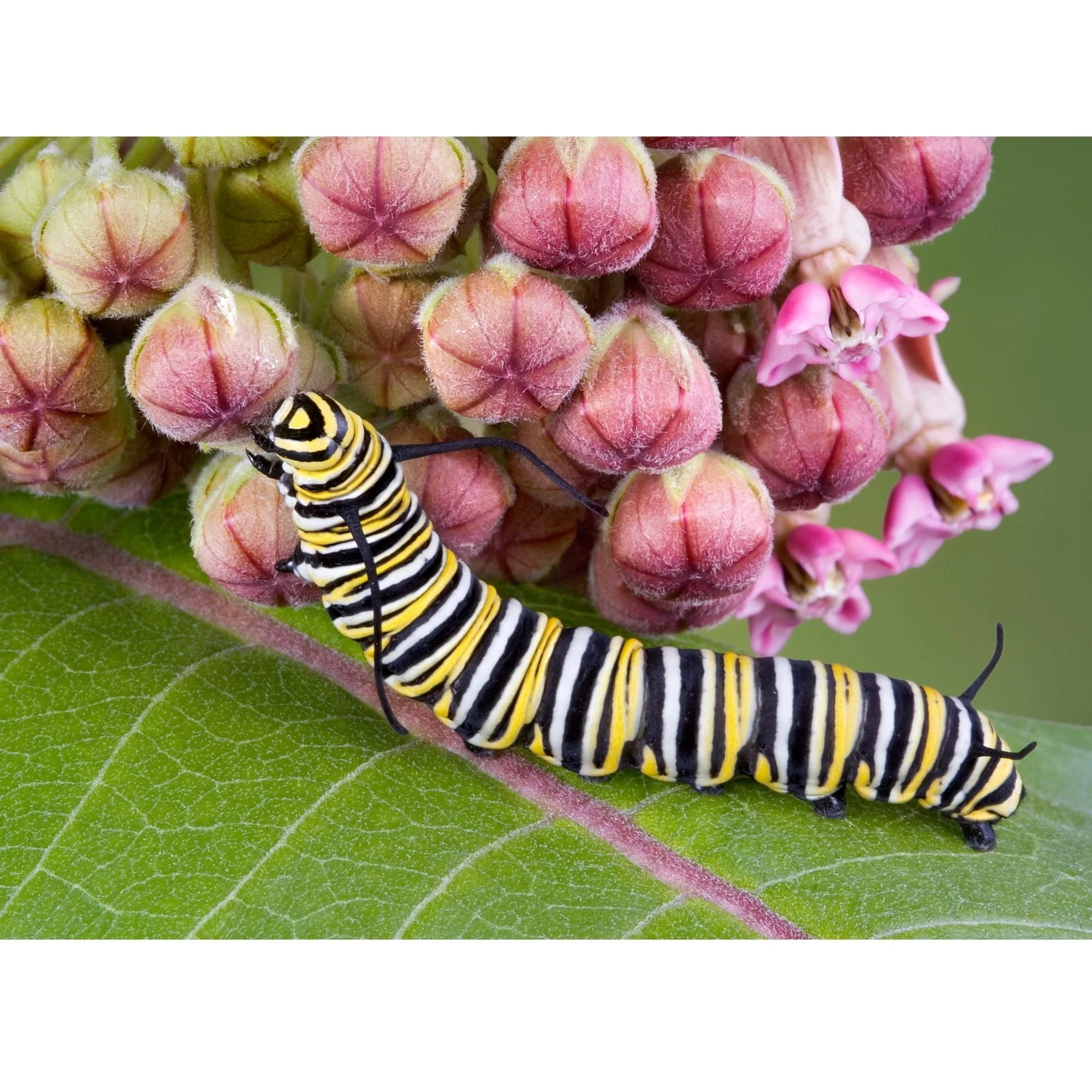 Pollinators: Monarchs and Milkweed