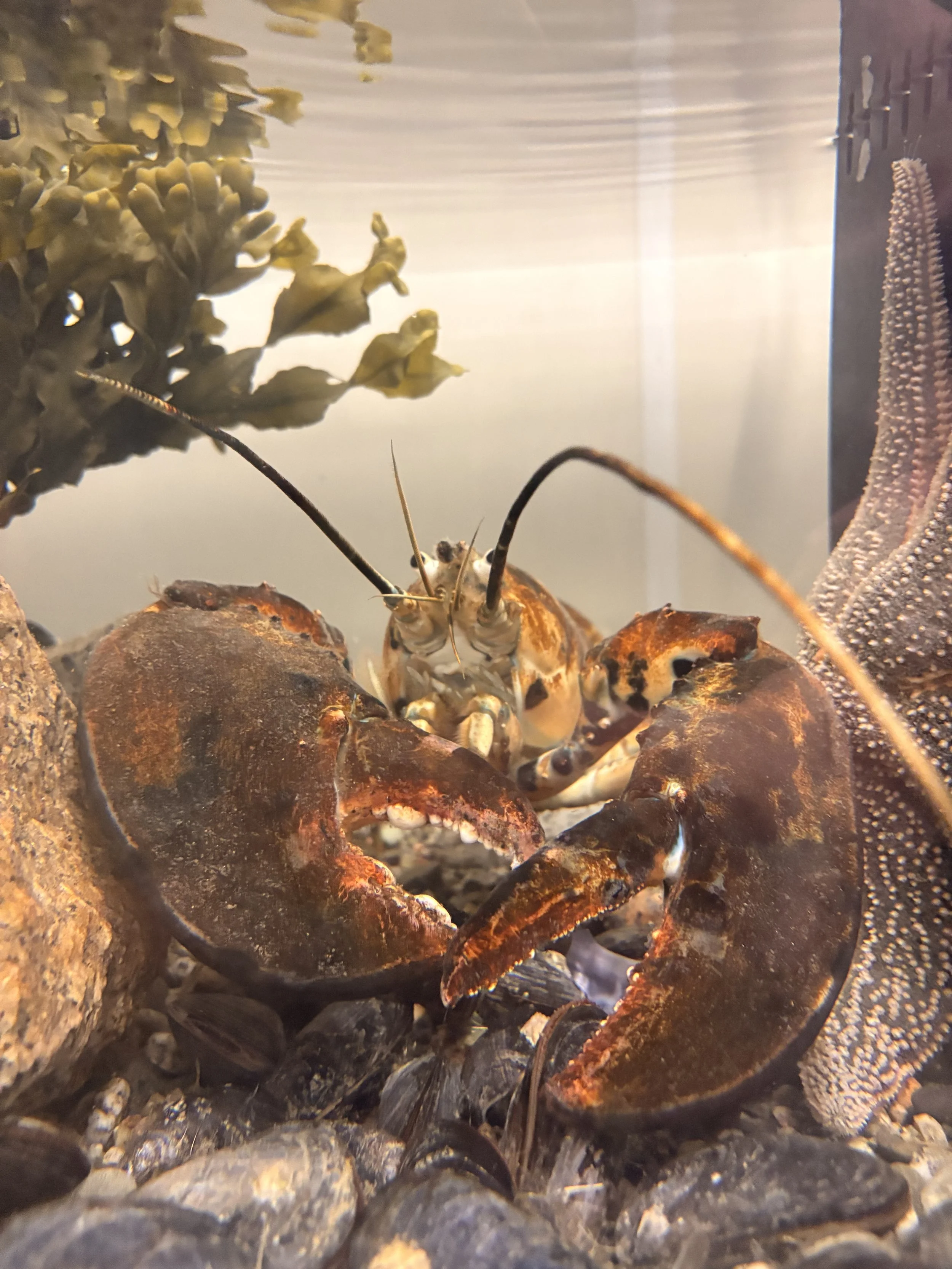 Coastal Kids Science Series - Life on the Lobster Boat