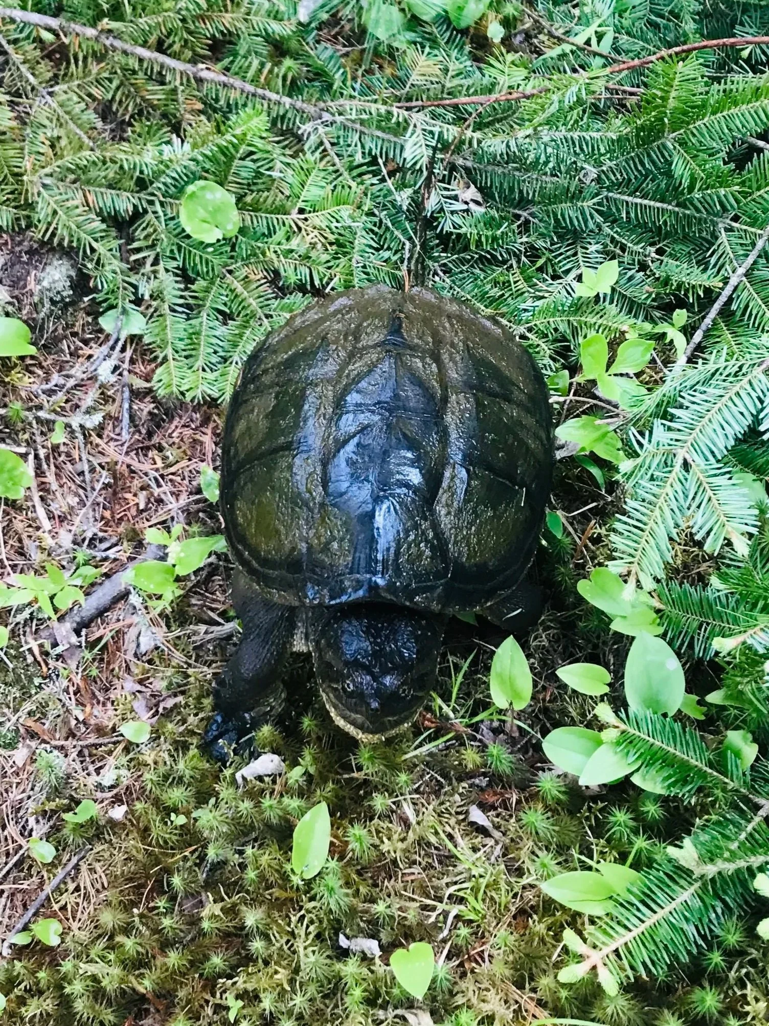 My Wild Neighbors: The secret lives of snappers