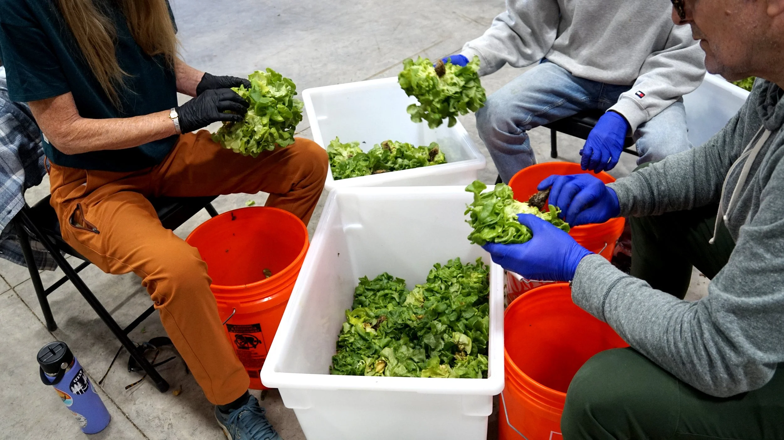 Volunteers cleaning lettuce heads. Photo courtesy of The Good Table Foundation.
