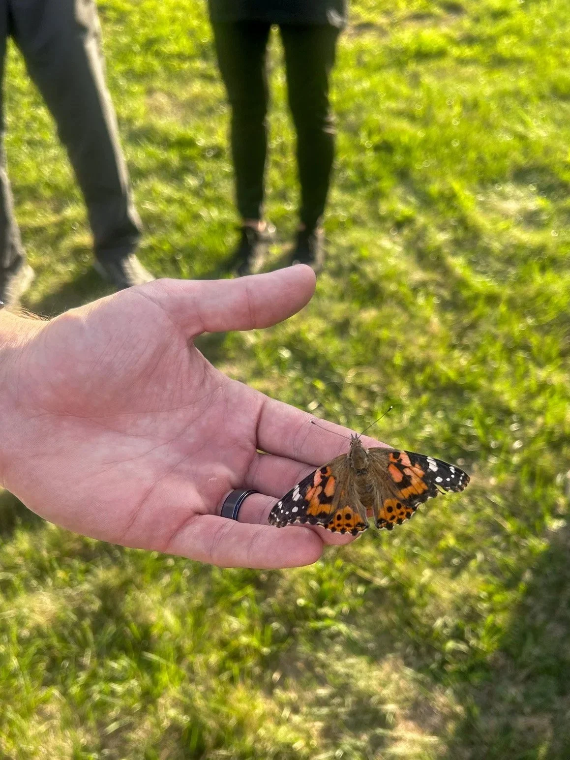 Butterfly release brings discussion about suicide awareness to peninsula