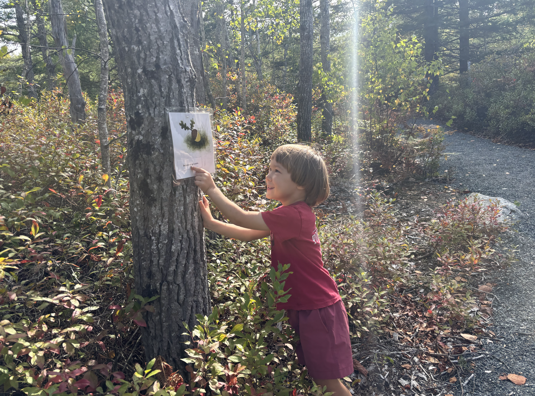 Storybook Trail with the Word Festival and Blue Hill Heritage Trust